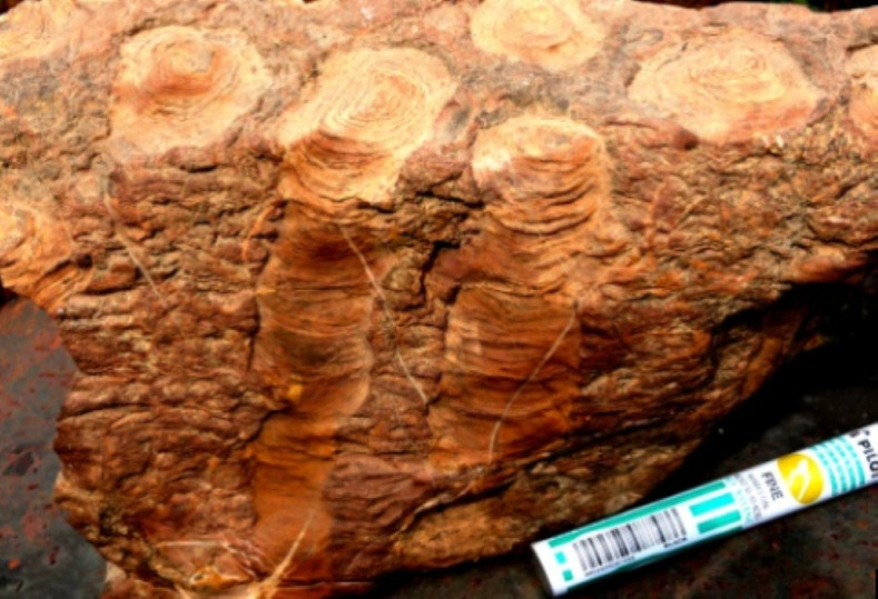 Строматолиты столбчатые. Фабрика производства кислорода на Земле