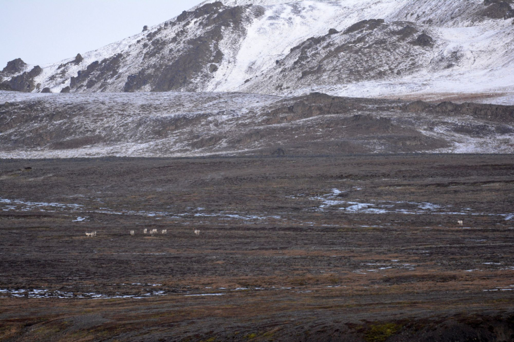 Лавёровский центр приступил к реализации проекта по изучению подвида северного оленя на Новой Земле