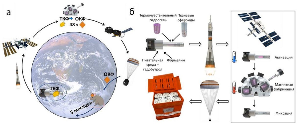  Схема экспериментов, проведенных на МКС в условиях микрогравитации: (а) Формирование неорганических структур; (б) Формирование тканевых эквивалентов из хондросфер, тиросфер, миосфер