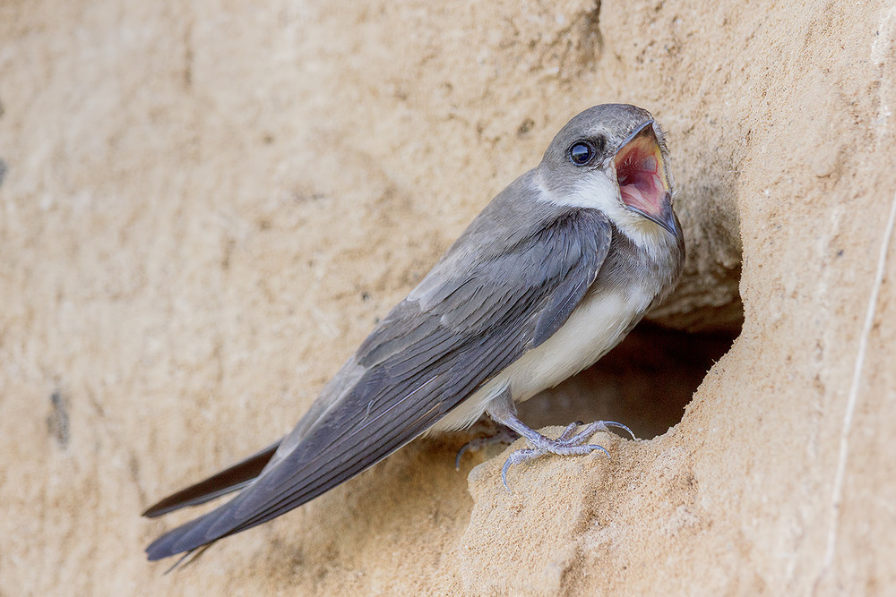 Исследования генома певчих птиц помогут лучше понять, как протекала их эволюция 