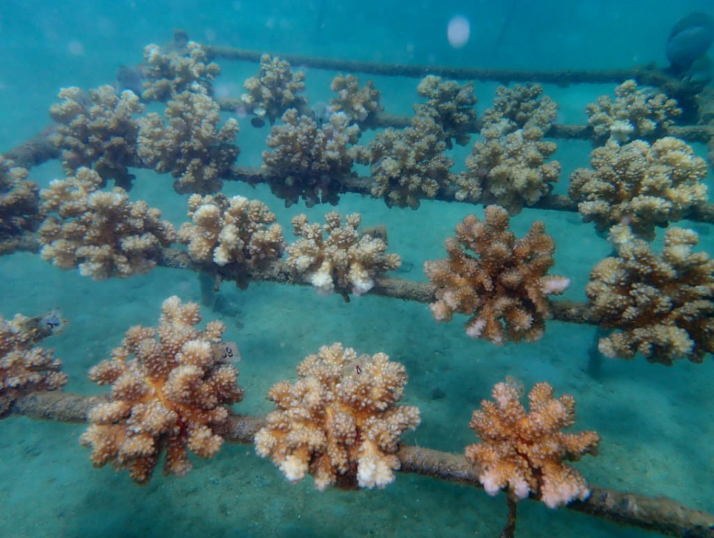 Влияние факторов среды на состав фауны симбионтов кораллов