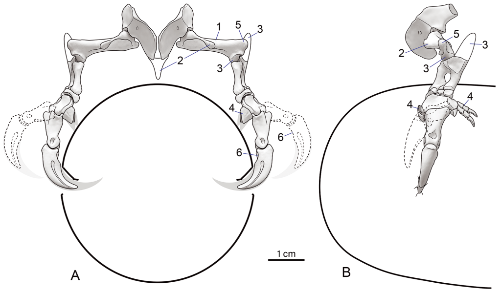 Палеонтологи открыли новый вид динозавра, воровавшего яйца у сородичей