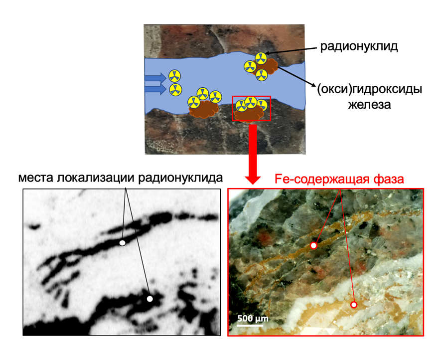 Схема распределения актинидов на Fe-содержащей фазе, образованной на поверхности породы. Чёрно-белая картинка — цифровая радиограмма, соответствующая области поверхности породы, выделенной в красную рамку (изображение с оптического микроскопа)