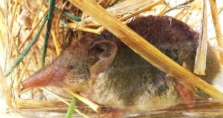 Сицилийская белозубка Crocidura sicula Miller, 1900