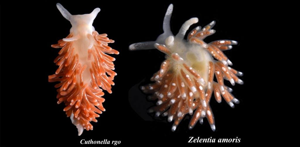Зоологи МГУ и ИБР РАН описали два новых вида голожаберных моллюсков