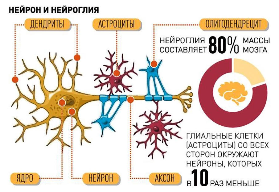 Источник иллюстрации: Инфографика «РГ» / Антон Переплетчиков / Юрий Медведев.