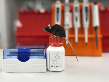 Сердца мышей-диабетиков вылечил «родственник» нуклеотида в РНК, облегчив последствия мышечной дистрофии