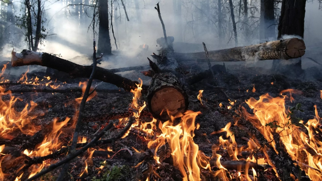 Пожары кардинально меняют функцию лесов с поглотителей углекислоты на её источник