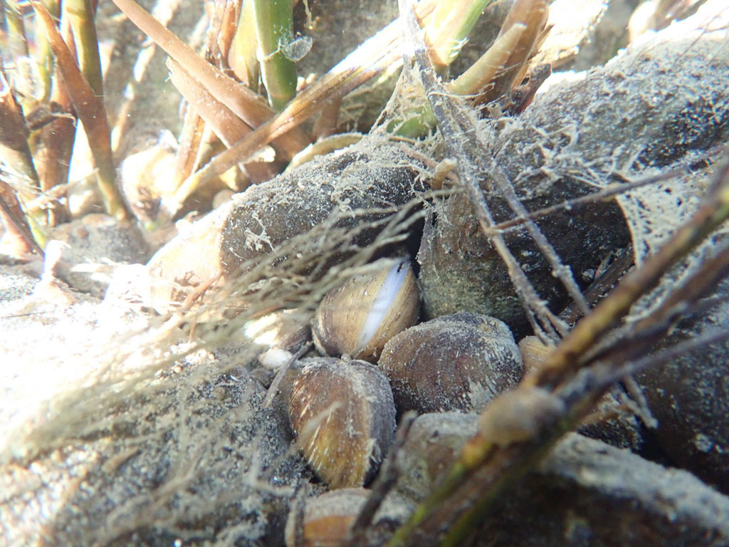 Моллюски-корбикулы, обитающие на дне реки Малый Сулак (Республика Дагестан)