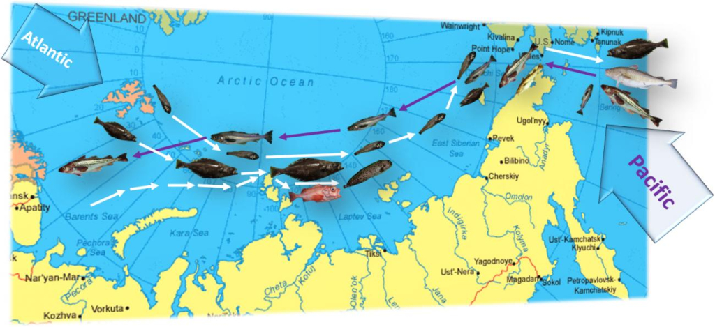 Рис. 3. Схема миграций бореальных видов рыб в воды Сибирской Арктики