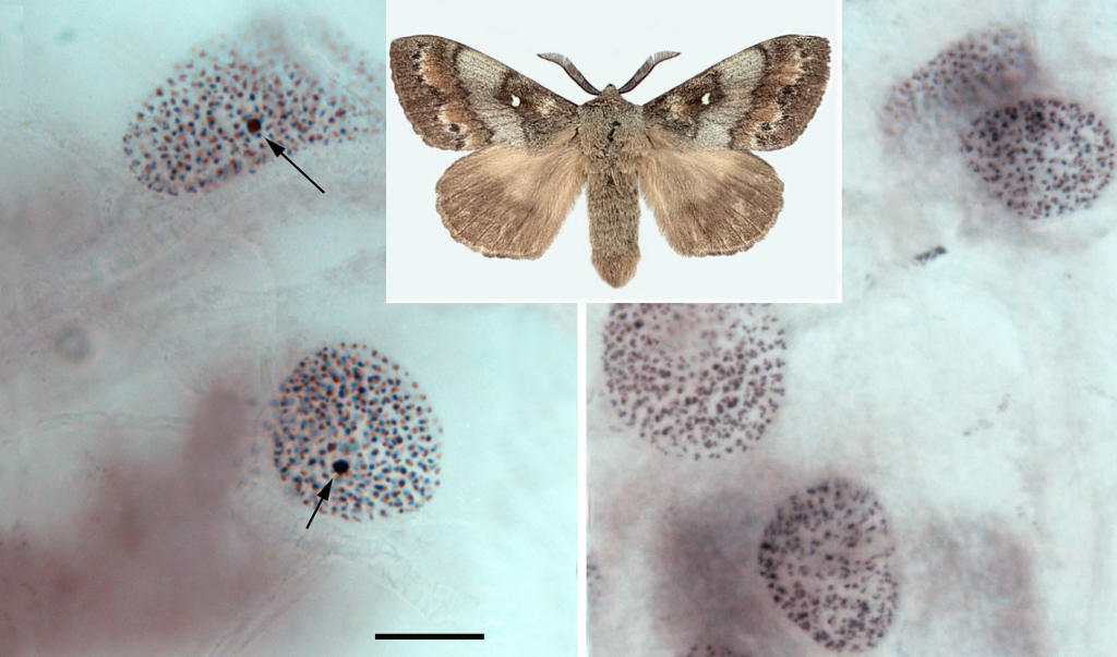 Бабочка сибирского шелкопряда и ядра клеток