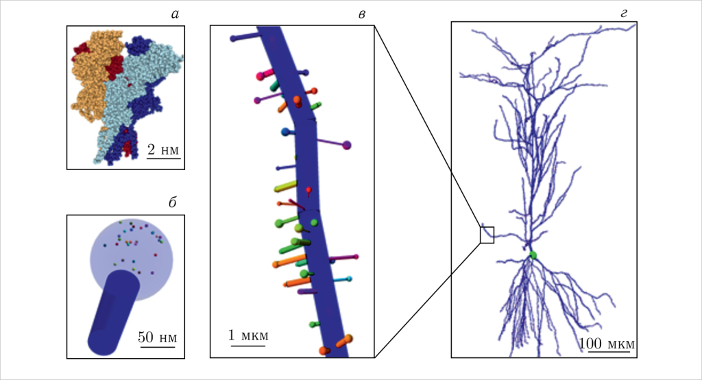 Схема моделирования случайного распределения структурных элементов в дендритах нейрона: а) модель глутаматного рецептора NMDA представлена атомами с радиусами Ван-дер-Ваальса в четырёх субъединицах (показаны разными цветами); б) модель дендритного шипика, состоящая из двух компартментов головы (с рецепторами) и шеи; в) сегмент дендритной ветви с шипиками, которые случайно расположены на дендритах; г) in silico модель одного нейрона: смоделированы клеточное тело (зелёный) и дендриты (тёмно-синий) с распределёнными на них шипиками и синаптическими рецепторами