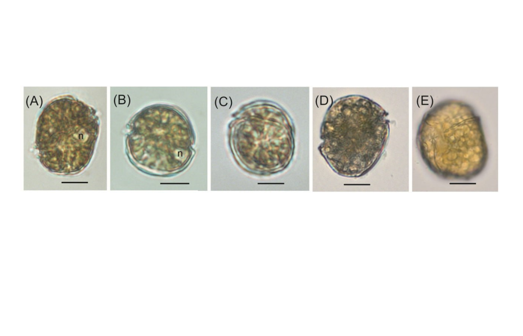 Тропическая микроводоросль впервые обнаружена в тихоокеанских водах России
